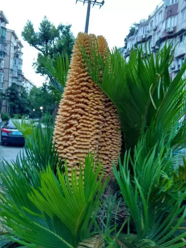 中国成语中的﻿植物，涨知识啦