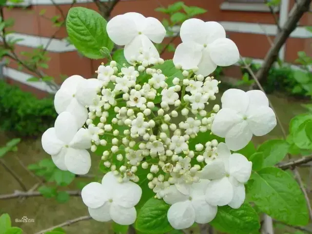 中国成语中的﻿植物，涨知识啦