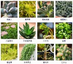 145种·多肉植物品种名称及图鉴