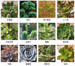 145种·多肉植物品种名称及图鉴