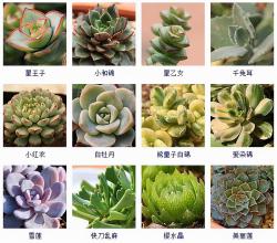 145种·多肉植物品种名称及图鉴