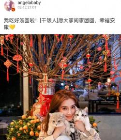 Angelababy身穿杏色新中式外套，怀抱两只小猫过元宵， 