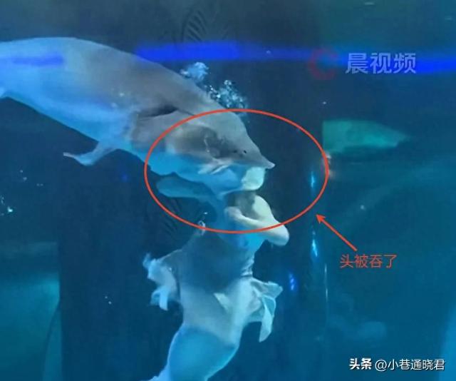 云南水族馆鲟鱼伤人后续：表演者护目镜被吃，头部被吞，伤情被扒 