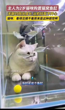 主人为2岁猫咪购置猫窝鱼缸！网友笑疯：这是养猫还是养了个祖宗 