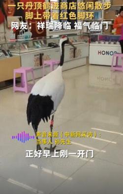 辽宁商店奇遇：丹顶鹤进店逛街，还带红色脚环！福气预兆？